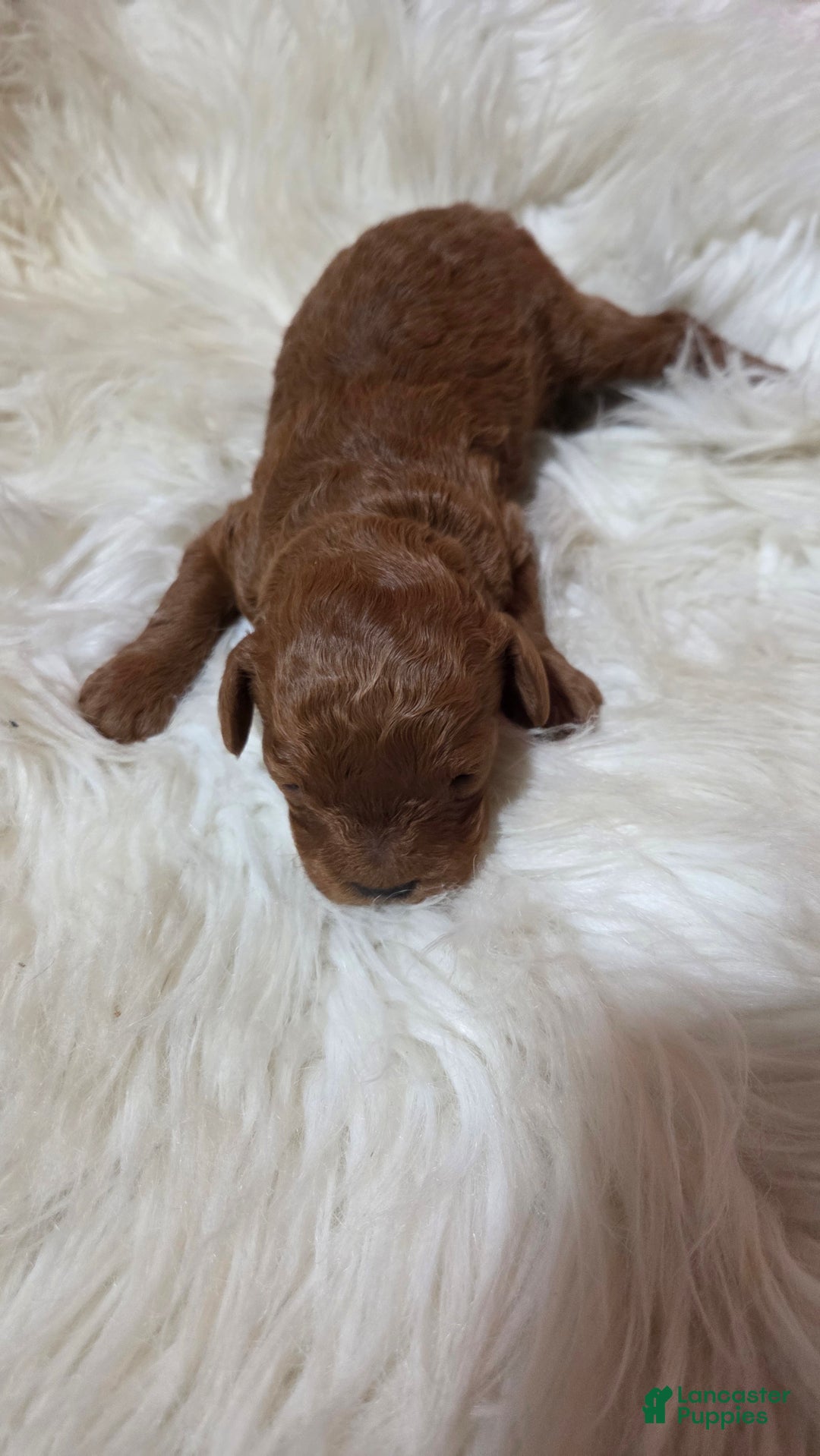 Cavapoo dogs for sale: Graham - Ad 3