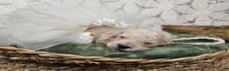 Mini Goldendoodle dogs for sale: Cassia - Ad 7