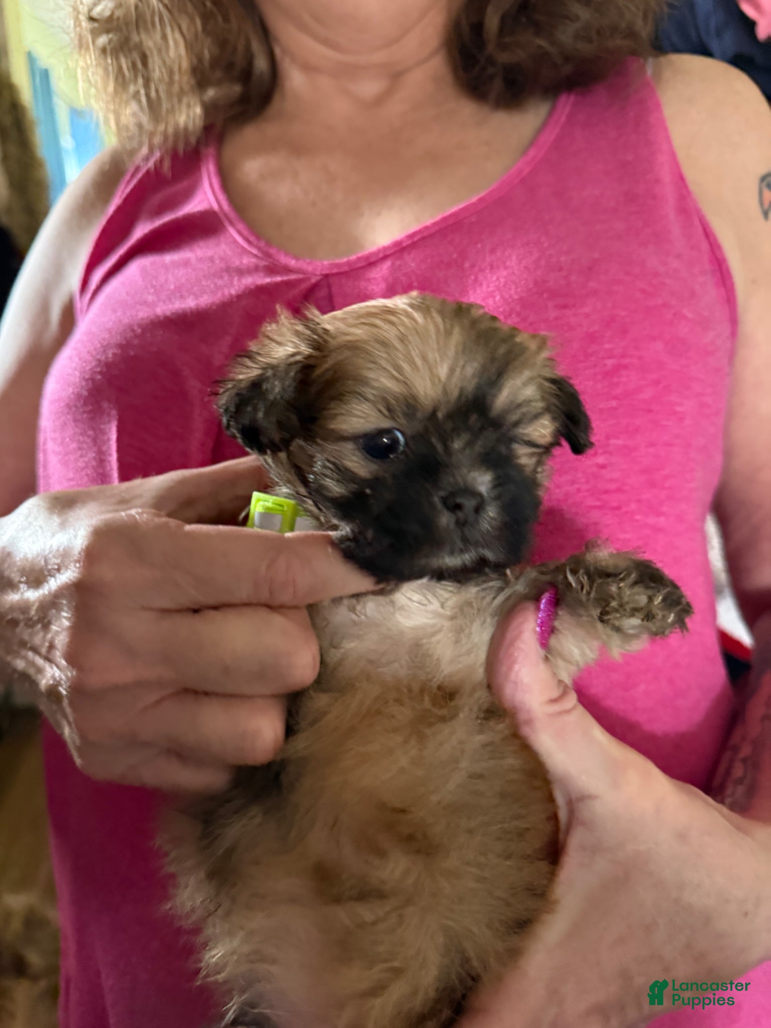 Lhasa Apso dogs Lhasa Apso Puppy 1 - Ad 21