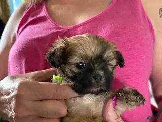 Lhasa Apso dogs Lhasa Apso Puppy 1 - Ad 20