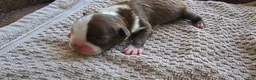 Boston Terrier dogs for sale: Boston Terrier Puppy 3 - Ad 10