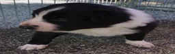 Border Collie dogs for sale: REBA - Ad 11