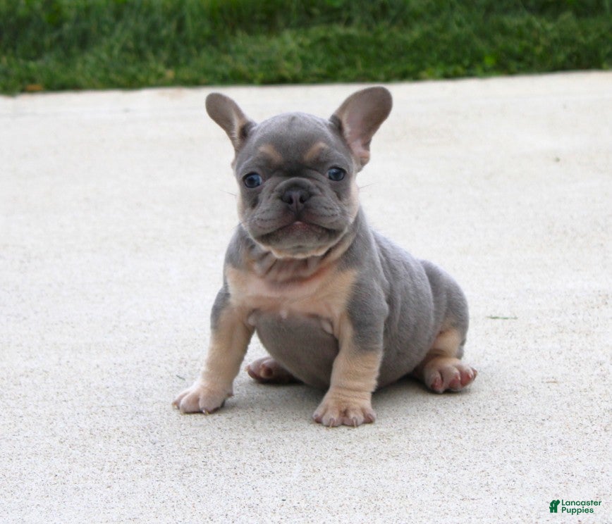 French Bulldog dogs Bentley - Ad 2