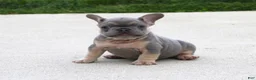 French Bulldog dogs for sale: Bentley - Ad 2