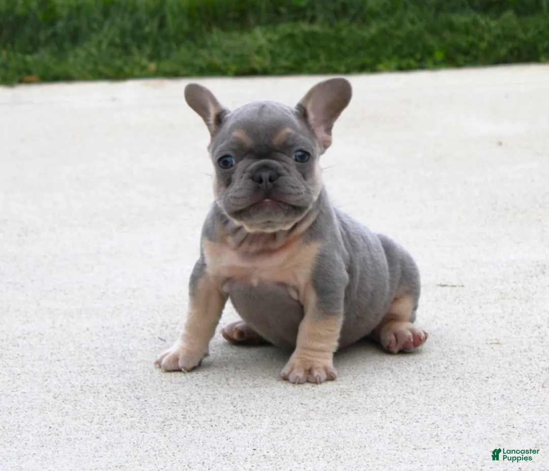 French Bulldog dogs for sale: Bentley - Ad 2