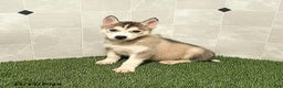 Siberian Husky dogs for sale: Susan - Ad 1