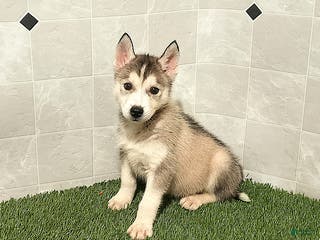 Siberian Husky dogs Susan - Ad 20