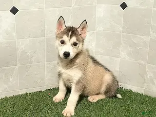 Siberian Husky dogs Susan - Ad 5