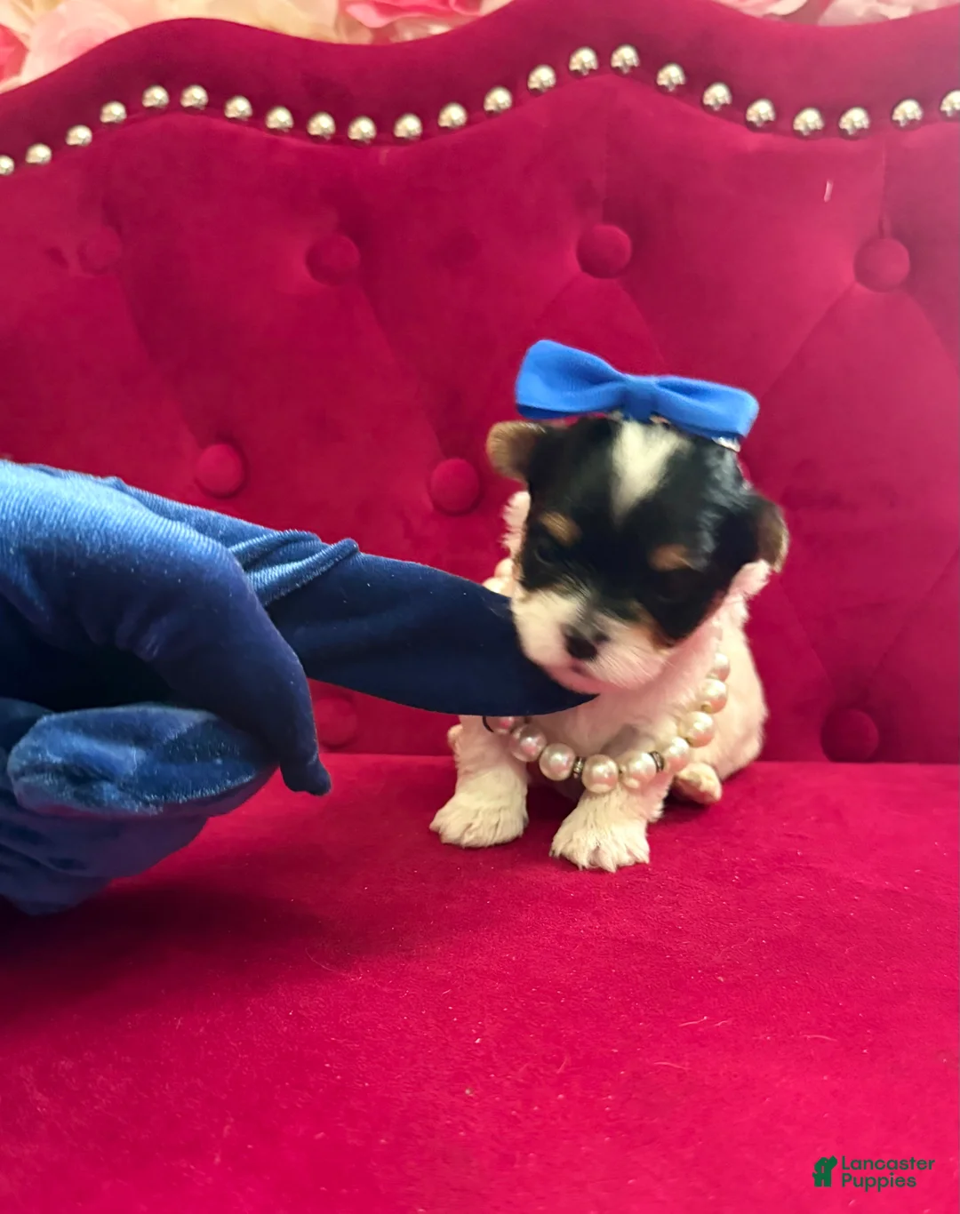 Morkie dogs for sale: Benz  - Ad 1