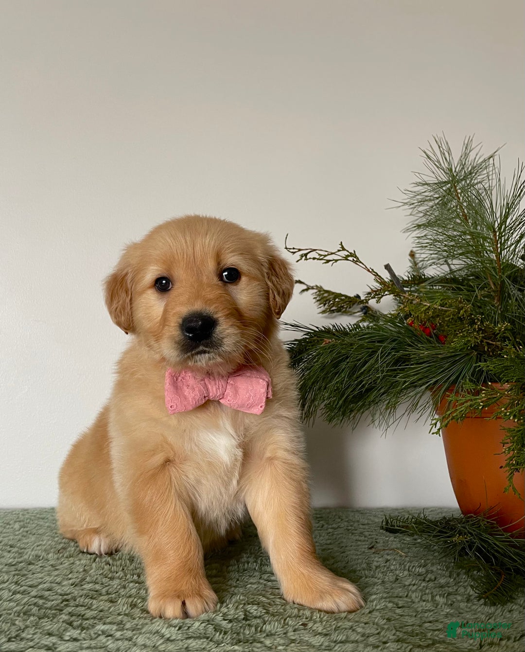Golden Retriever dogs for sale: Bella - Ad 1