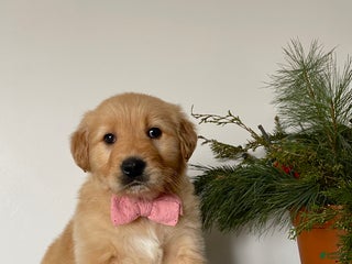 Golden Retriever dogs for sale: Bella - Ad 2