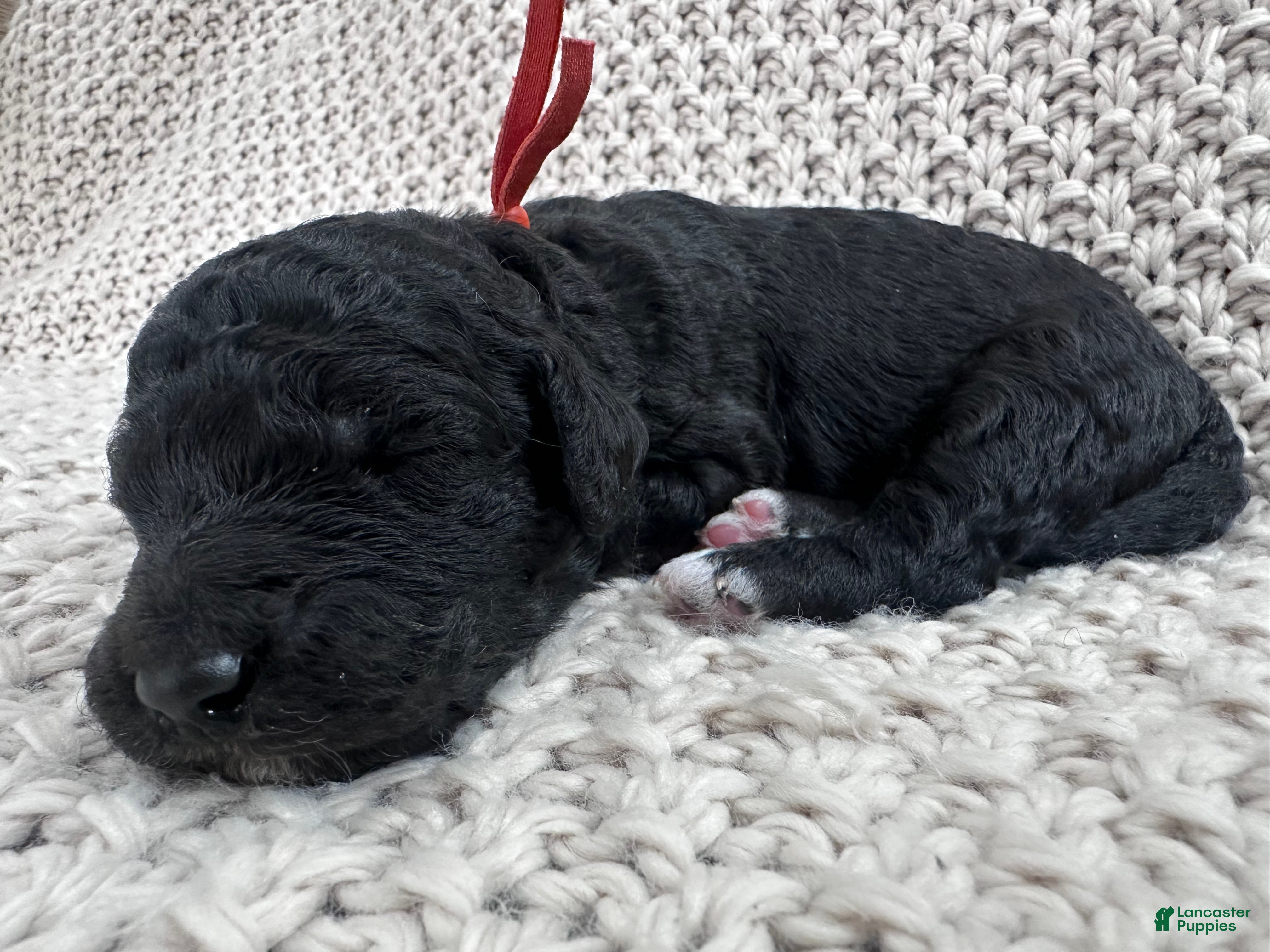 Goldendoodle dogs Onyx 🧡 - Ad 13