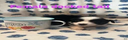 Mixed Breed dogs for sale: Daisy - Ad 3