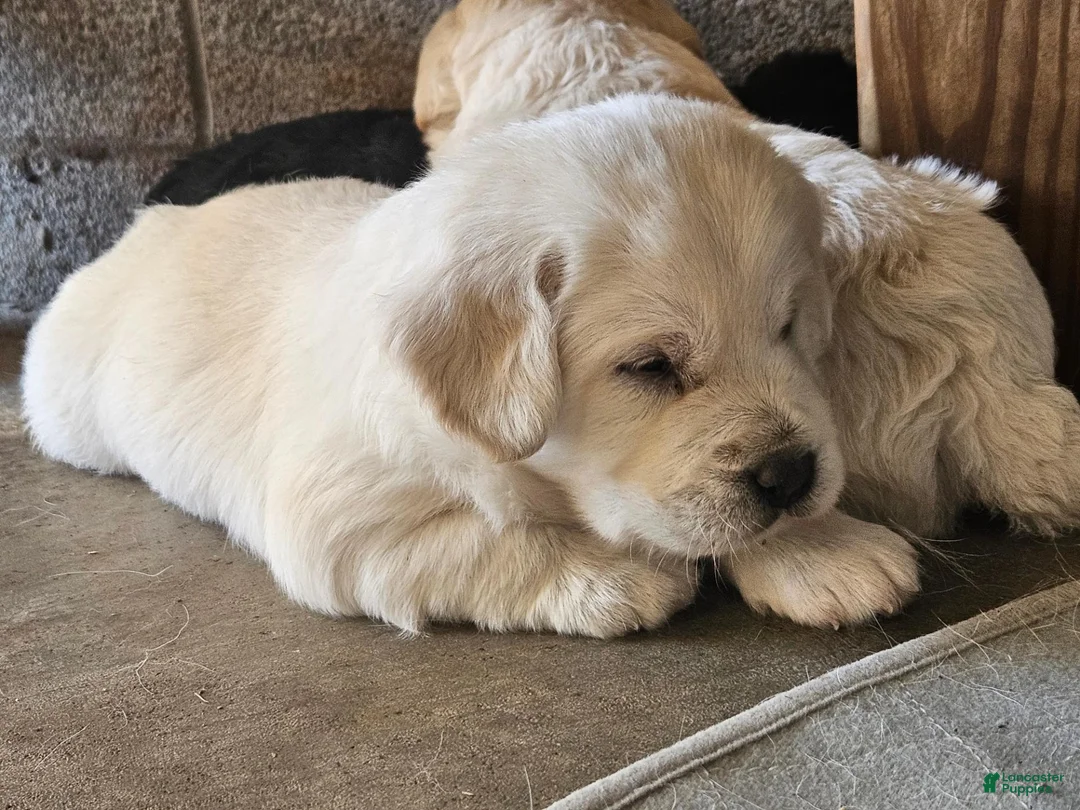 Labradoodle dogs for sale: White Male Labradoodle - Ad 2