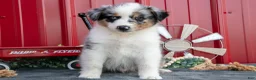 Miniature Australian Shepherd dogs for sale: Buster - Ad 3