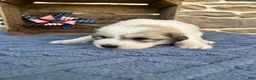 Great Pyrenees dogs for sale: AKC Cheyenne - Ad 5