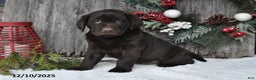 Labrador Retriever dogs for sale: Samson - Ad 1