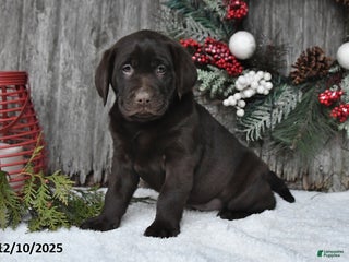 Labrador Retriever dogs Samson - Ad 26