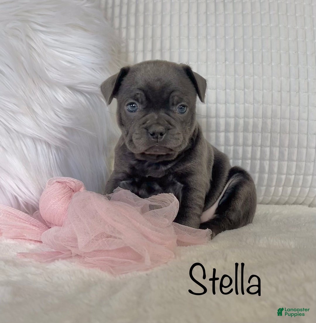 Mixed Breed dogs for sale: Stella - Ad 9
