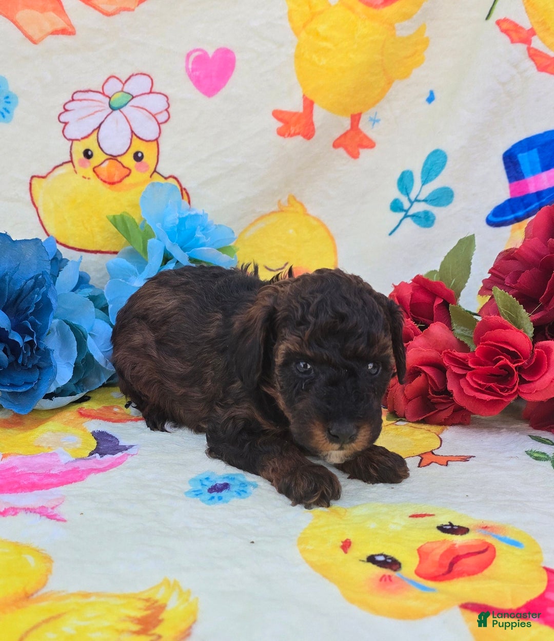 Cavapoo dogs for sale: Charm - Ad 4