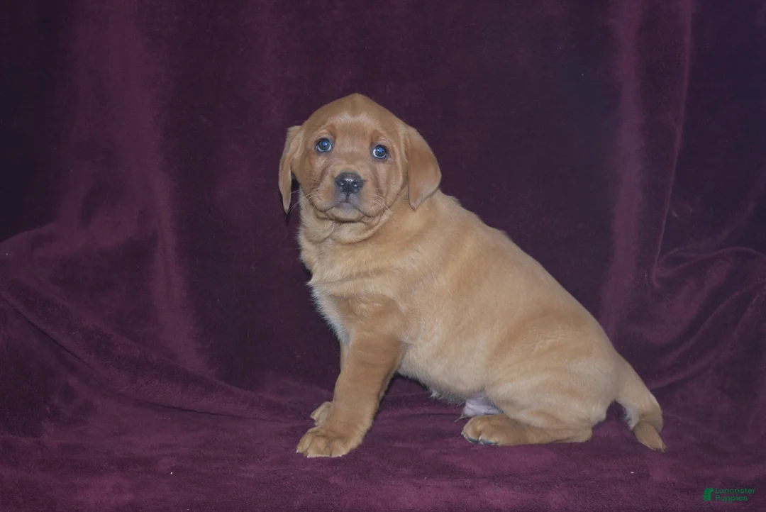 Labrador Retriever dogs for sale: Labrador Retriever Puppy 5 - Ad 3