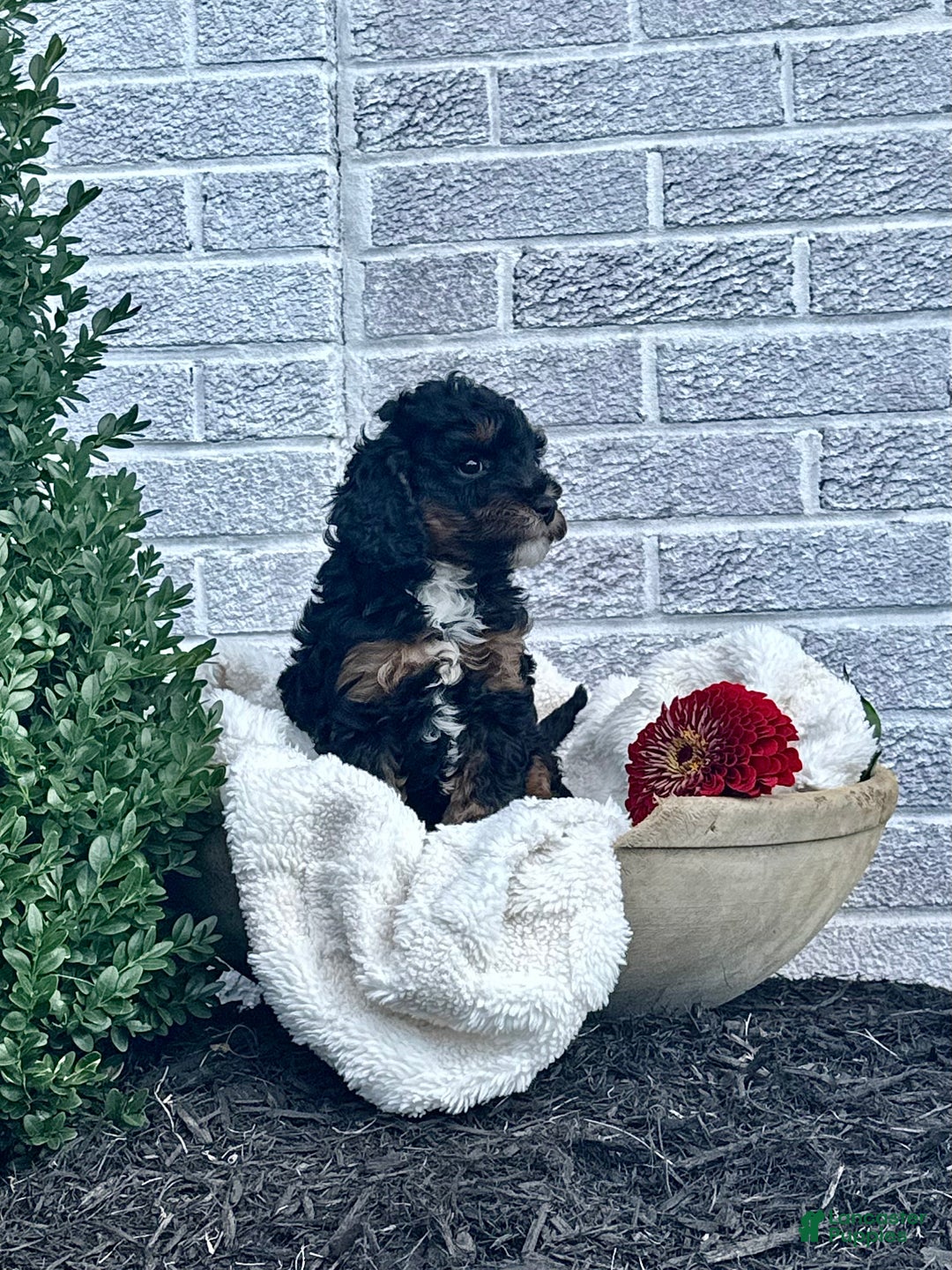 Cavapoo dogs for sale: Maverick - Ad 14