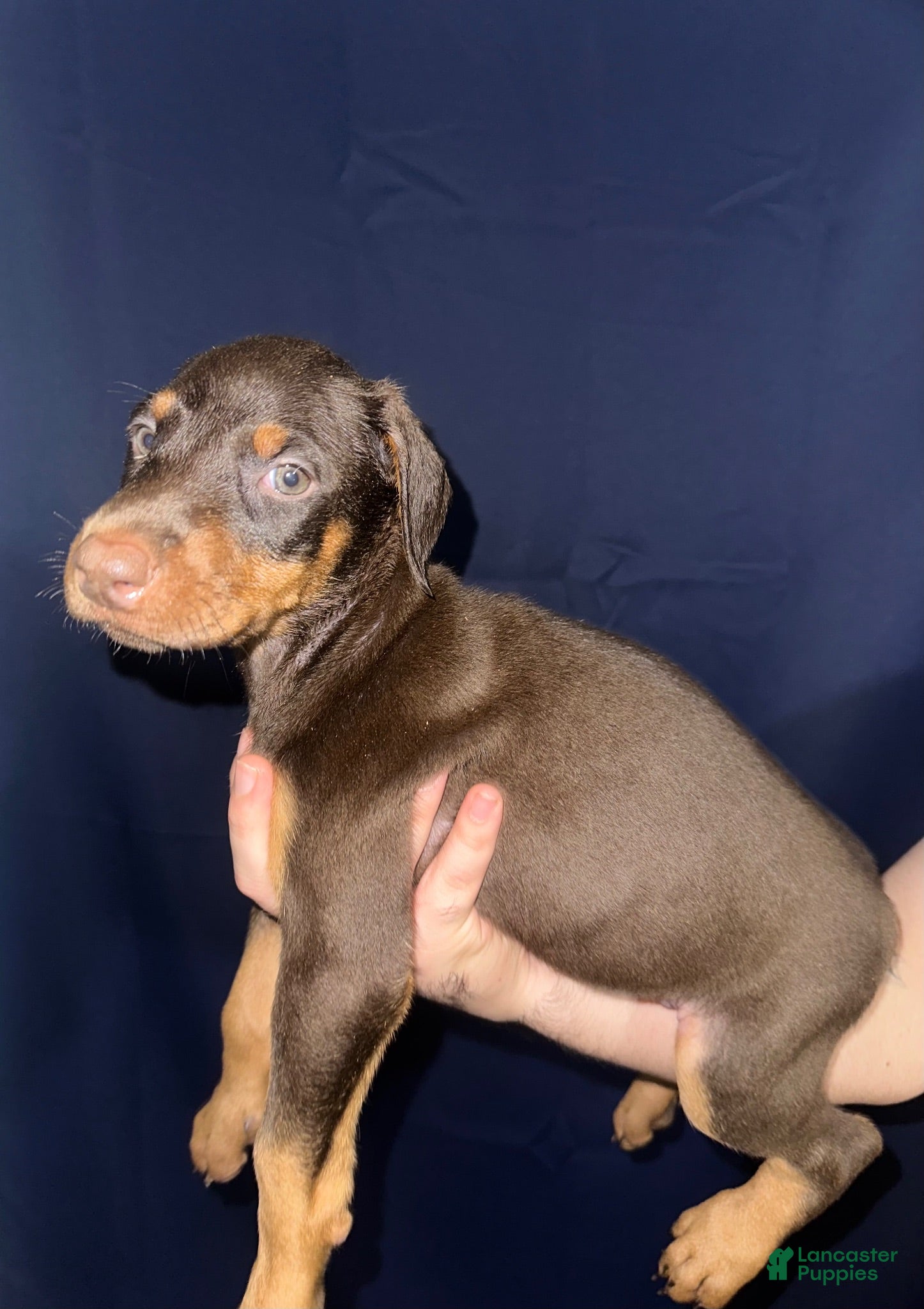 Doberman Pinscher dogs Doberman Pinscher 8 - Ad 11