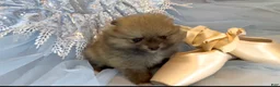 Pomeranian dogs for sale: Tiramisu - Ad 12