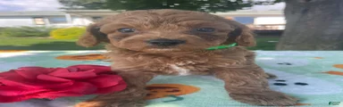 Biscuit