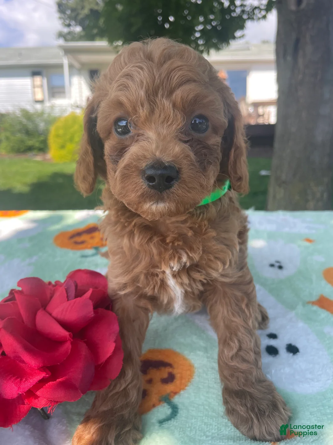Cavapoo dogs for sale: Biscuit - Ad 1