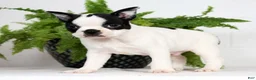 Boston Terrier dogs for sale: Jesse - Ad 5