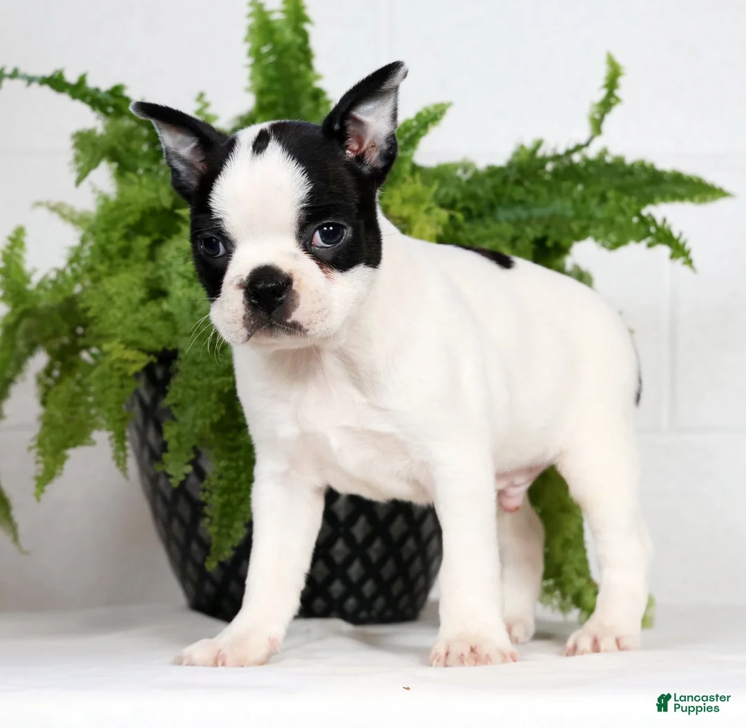 Boston Terrier dogs for sale: Jesse - Ad 5
