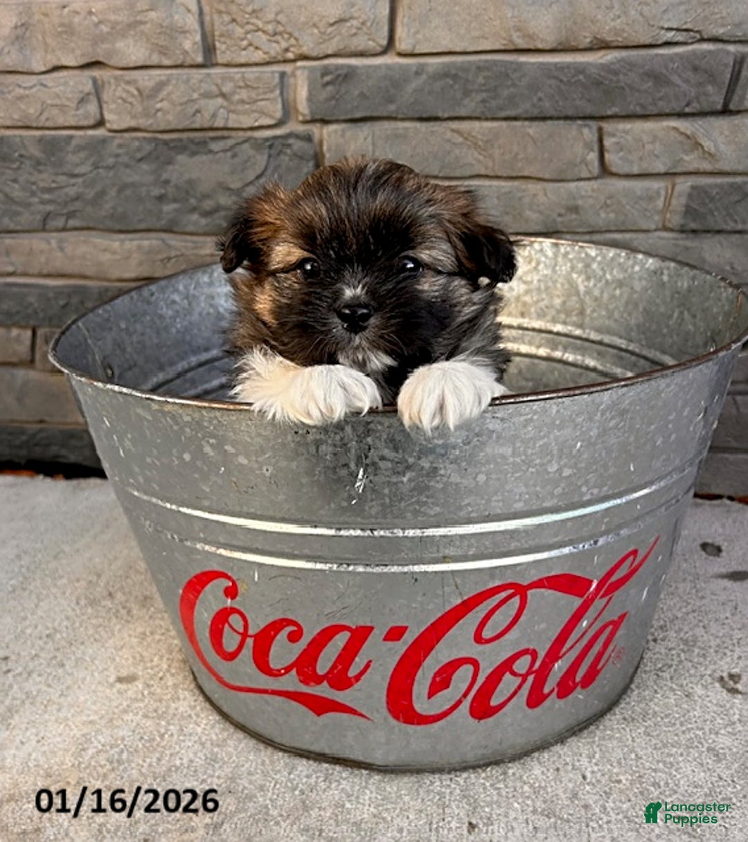 Mixed Breed dogs for sale: Theodore - Ad 2