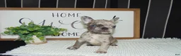 French Bulldog dogs for sale: Tyler - Ad 13
