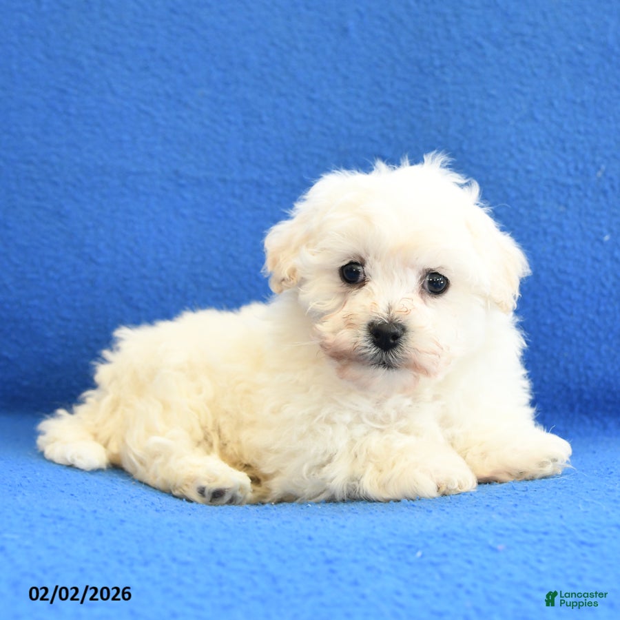 Bichon Frise dogs Frances - Ad 2