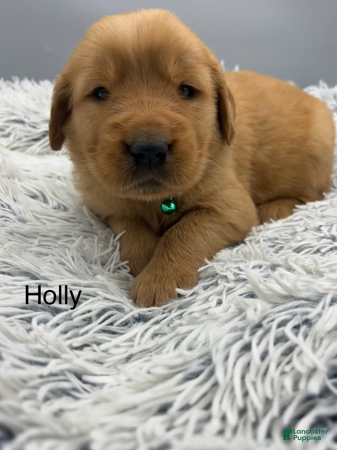 Golden Retriever dogs for sale: Golden Retriever Puppy -Holly - Ad 3