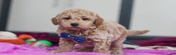Mini Goldendoodle dogs for sale: Howie - Ad 1