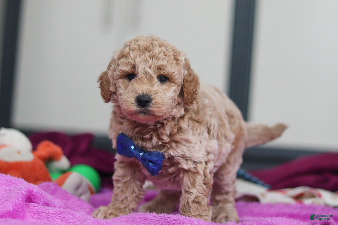 Mini Goldendoodle dogs for sale: Howie - Ad 1
