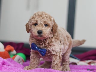 Mini Goldendoodle dogs Howie - Ad 42