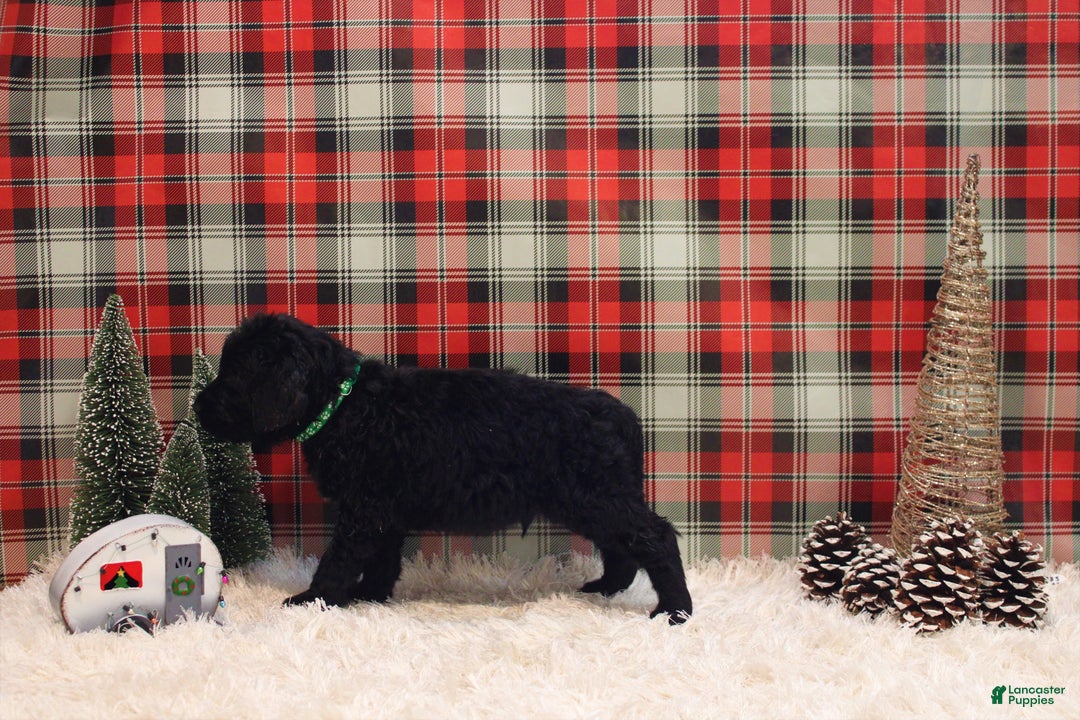 Mixed Breed dogs for sale: Benelli  - Ad 3