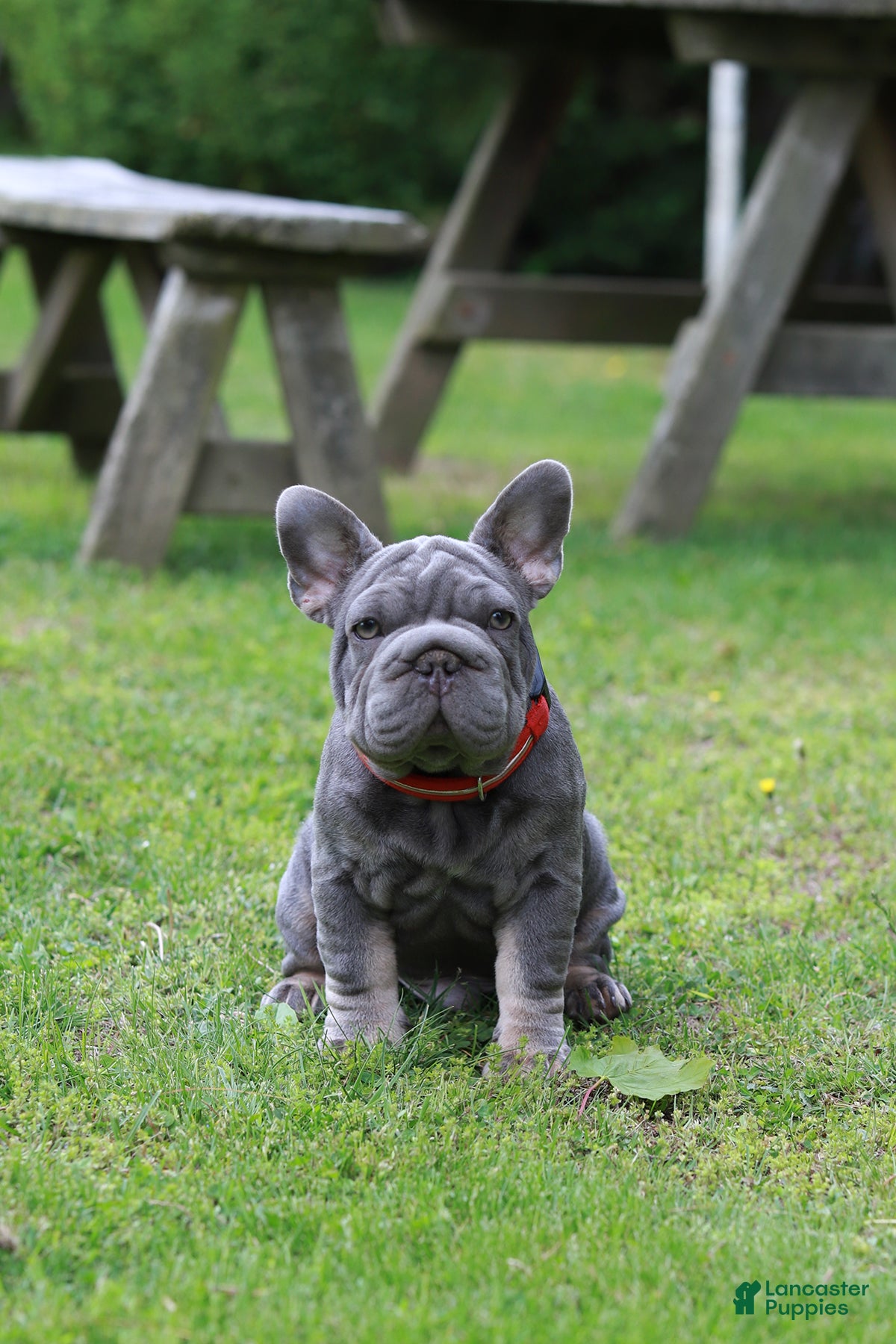 French Bulldog dogs RALF - Ad 1