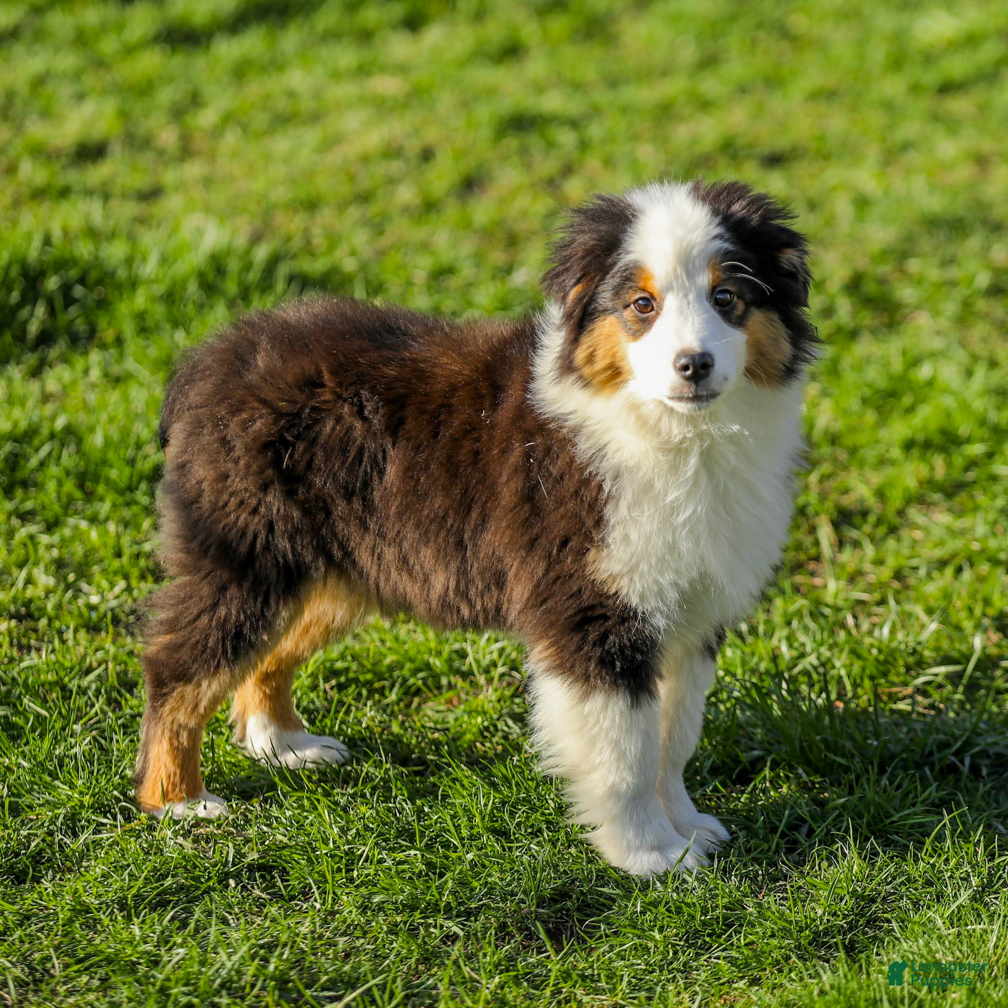 Miniature Australian Shepherd dogs Yukon - Ad 2