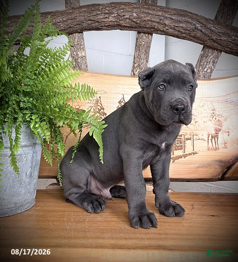 Cane Corso dogs Sargent - Ad 2