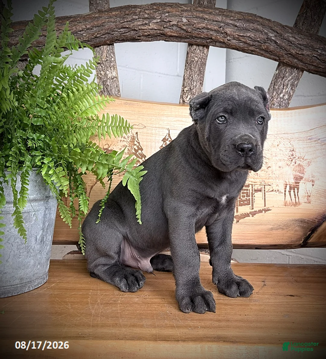Cane Corso dogs for sale: Sargent - Ad 2