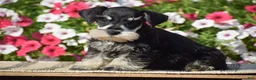 Miniature Schnauzer dogs for sale: Abigail - Mini - Ad 6