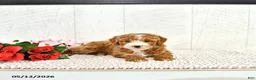 Miniature Poodle dogs for sale: Randall - Ad 7