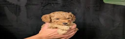 Cavapoo dogs for sale: Tundra - Ad 2