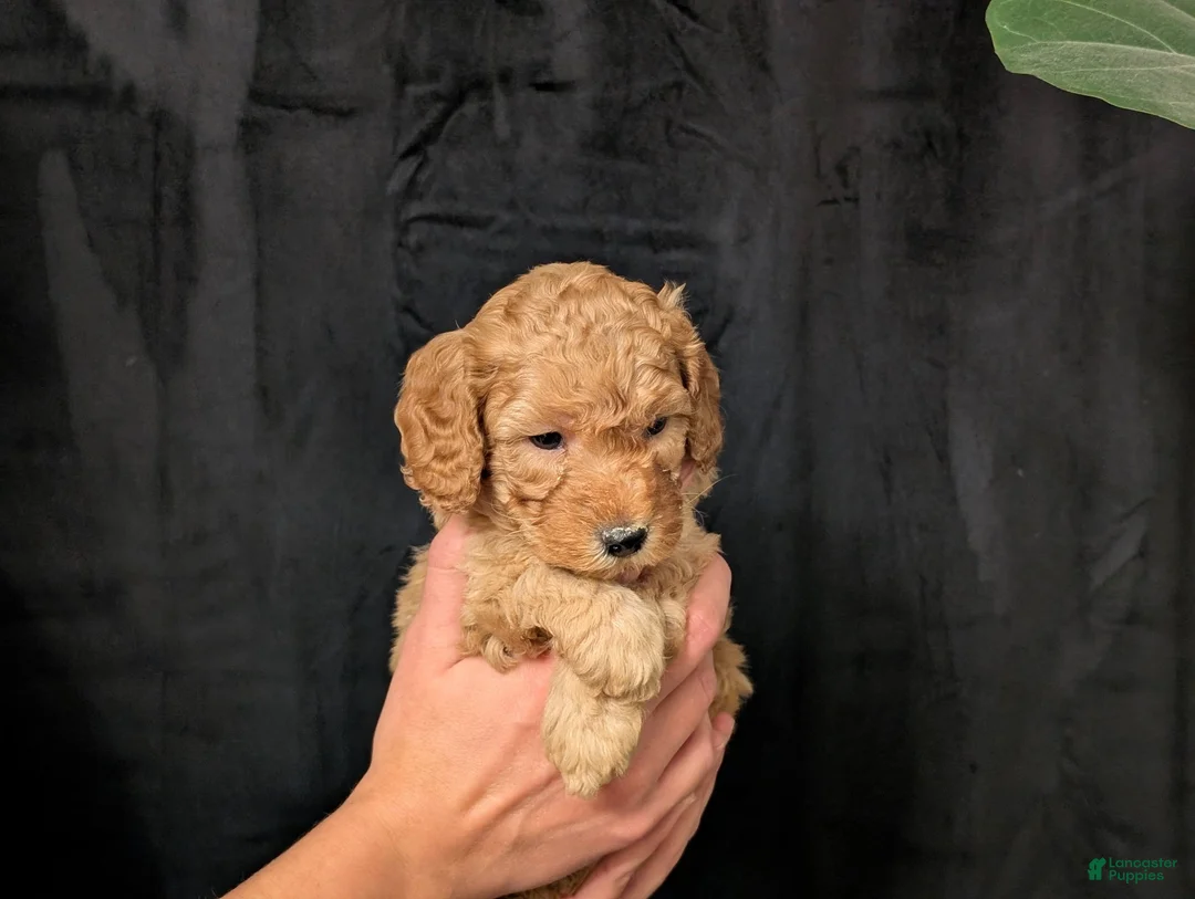 Cavapoo dogs for sale: Tundra - Ad 2