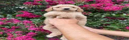 Goldendoodle dogs for sale: Sofie - Ad 4