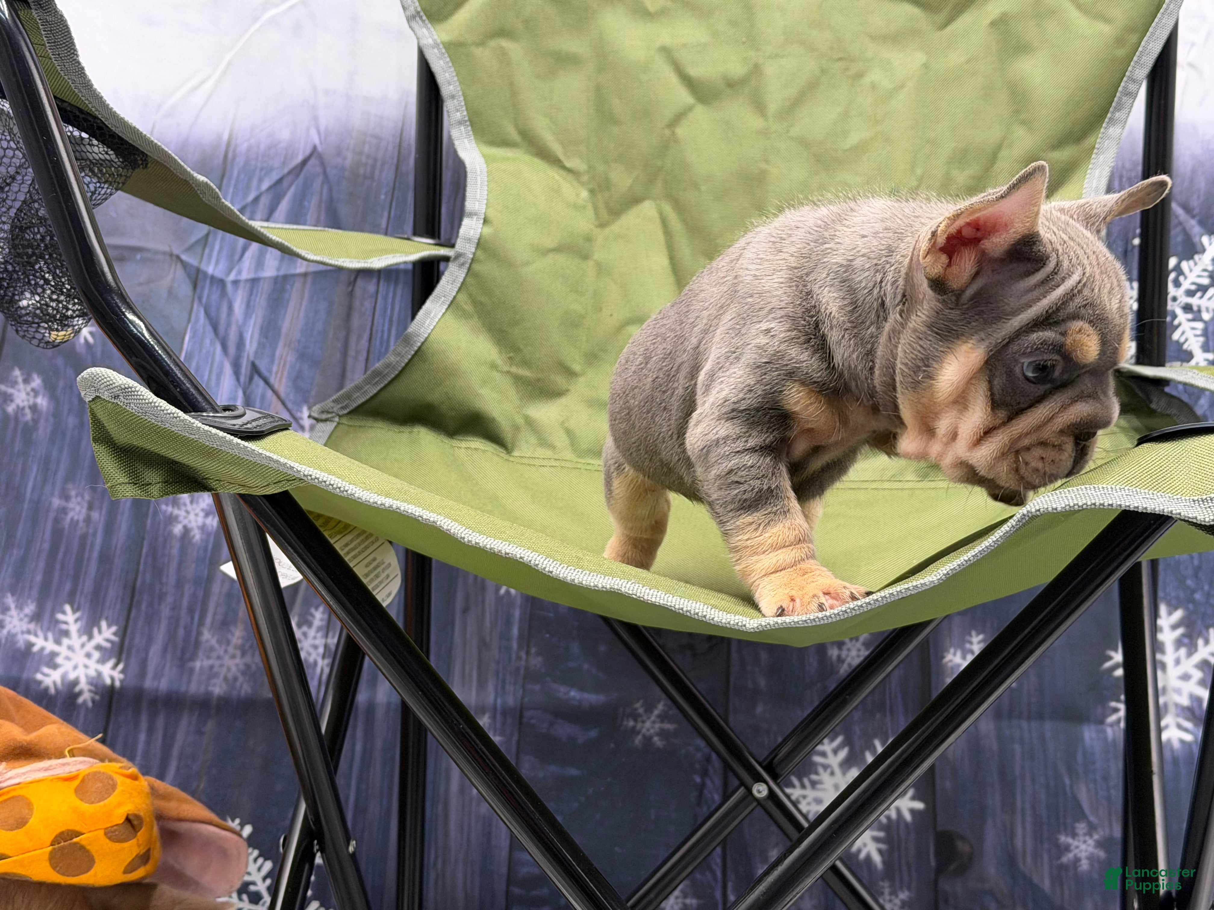 French Bulldog dogs French Bulldog Puppy 1 - Ad 16